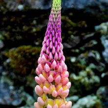 DSC_6231-scaled